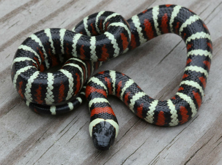 San Bernardino California Mountain King Snakes